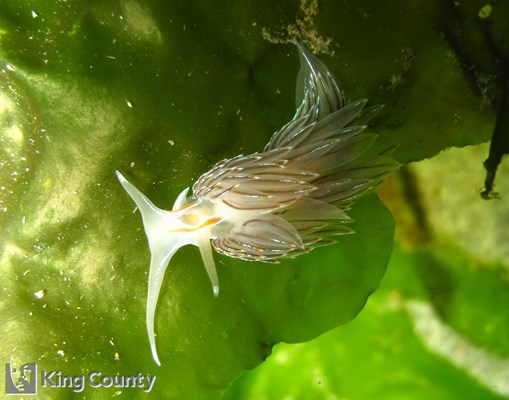 Photo of Hermissenda crassicornis